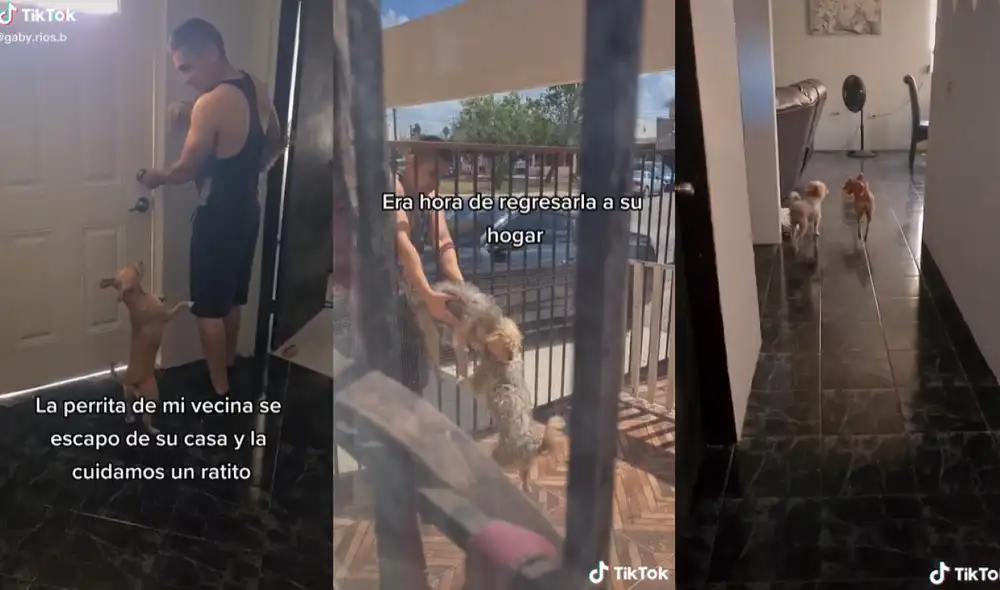 La perrita Carmela visita la casa de sus vecinos porque prefiere pasar sus horas de juego con su 'amigo'. Foto: captura de TikTok La perrita Carmela visita la casa de sus vecinos porque prefiere pasar sus horas de juego con su 'amigo'. Foto: captura de TikTok