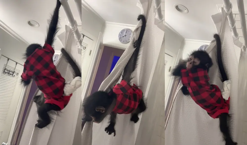 En la ducha también estaba otro pequeño primate. Foto: captura de YouTube En la ducha también estaba otro pequeño primate. Foto: captura de YouTube