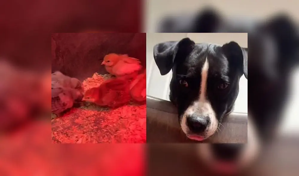 La escena acumula millones de reproducciones. Foto: captura de TikTok