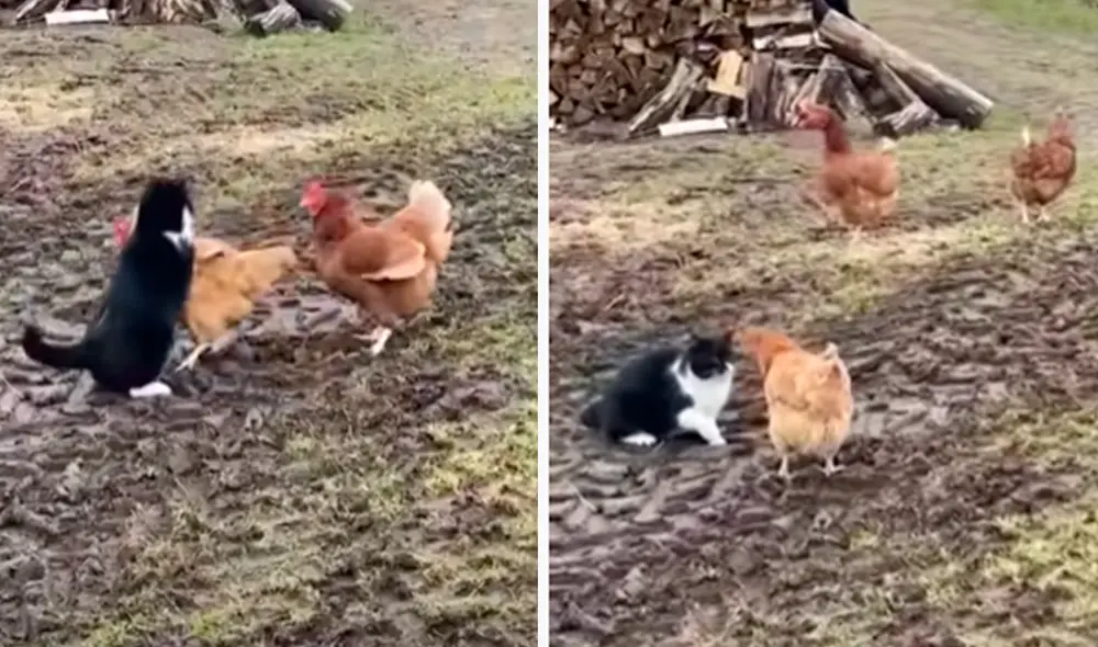 El video ha sido compartido en la página ViralHog. Foto: captura de Facebook