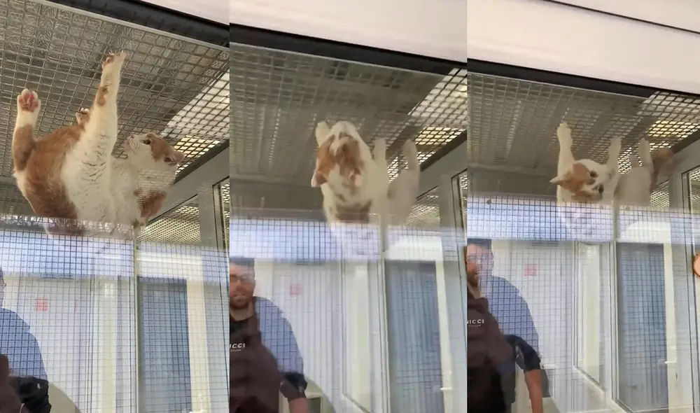 La pareja adoptó al gato después de recogerlo de un criadero. Foto: captura de YouTube La pareja adoptó al gato después de recogerlo de un criadero. Foto: captura de YouTube