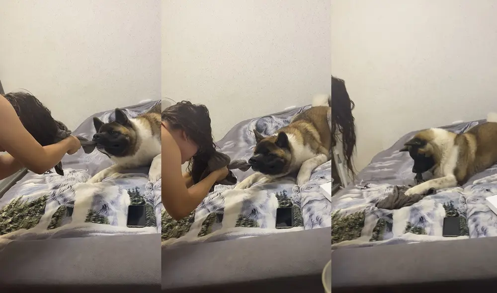 El perrito que simuló el juego de la soga se llama Akita. Foto: captura de YouTube El perrito que simuló el juego de la soga se llama Akita. Foto: captura de YouTube