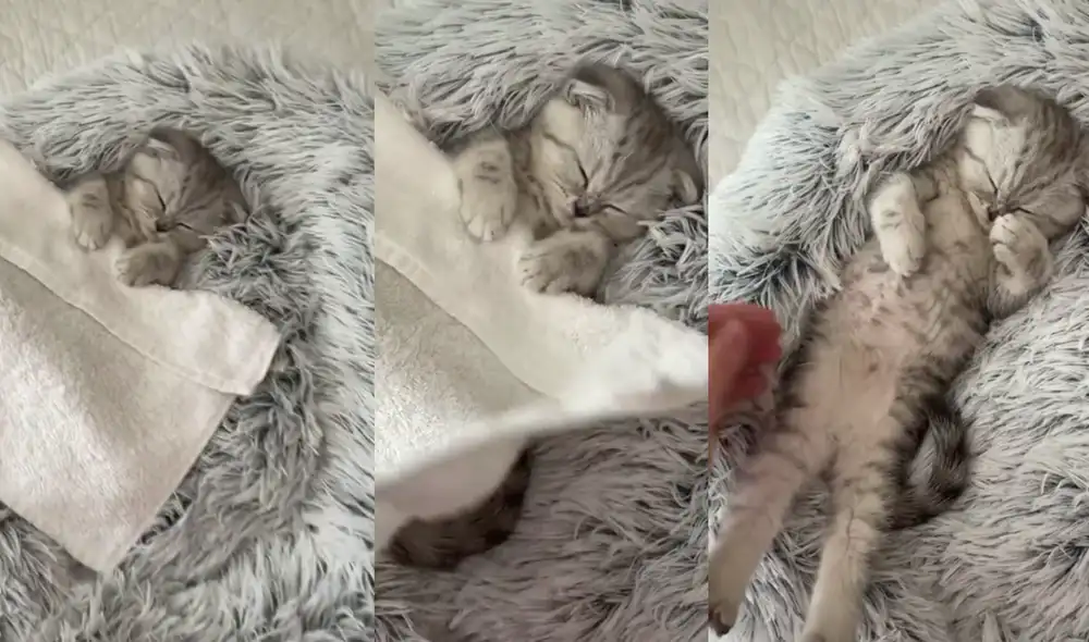 Pequeño minino enloquece a los usuarios de TikTok con tierna escena mientras lo despiertan. Foto: Captura de TikTok Pequeño minino enloquece a los usuarios de TikTok con tierna escena mientras lo despiertan. Foto: Captura de TikTok