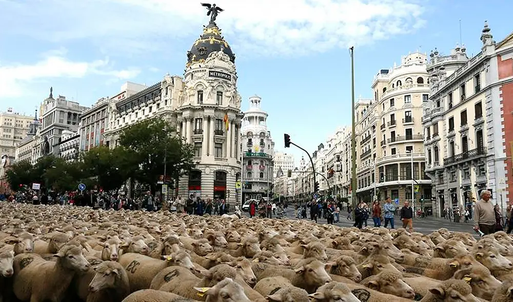 Las ovejas merinas cruzan Madrid en un evento que atrae la atención de lugareños y turistas. Foto: EFE Las ovejas merinas cruzan Madrid en un evento que atrae la atención de lugareños y turistas. Foto: EFE