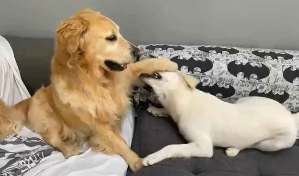 Ambos animales fueron adoptados por la persona que grabó este acontecimiento. Foto: captura de YouTube