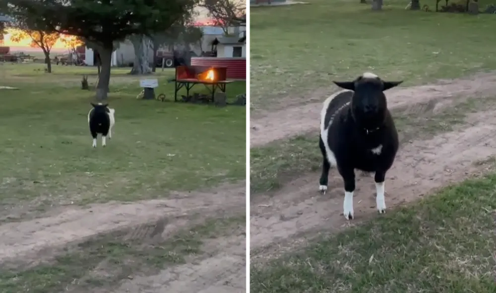 Una oveja es comparada con un can debido a su efusivo comportamiento. Foto: captura de TikTok