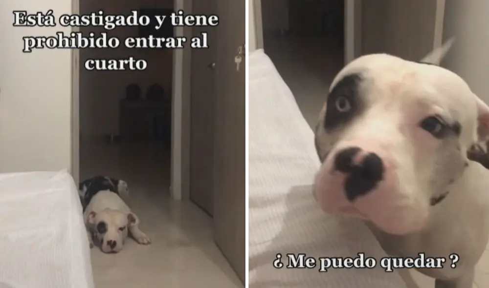 Cuando el perrito logró alcanzarla, se acercó a ella y, con una tierna mirada, parecía pedirle disculpas por su comportamiento. Foto: captura de TikTok