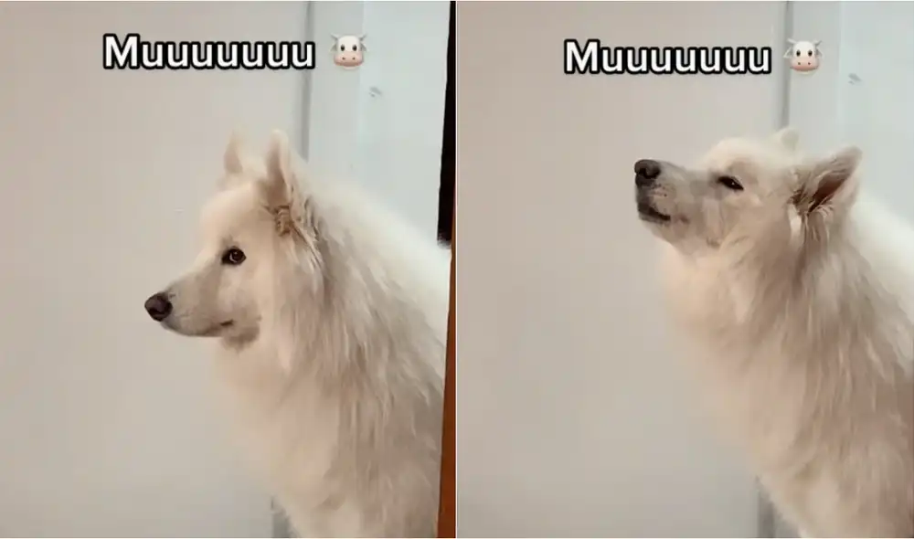 El video comienza cuando su dueño le pregunta: ¿Cómo hacen las vacas? Y este perrito responde con un mugido. Foto: captura de video de TikTok