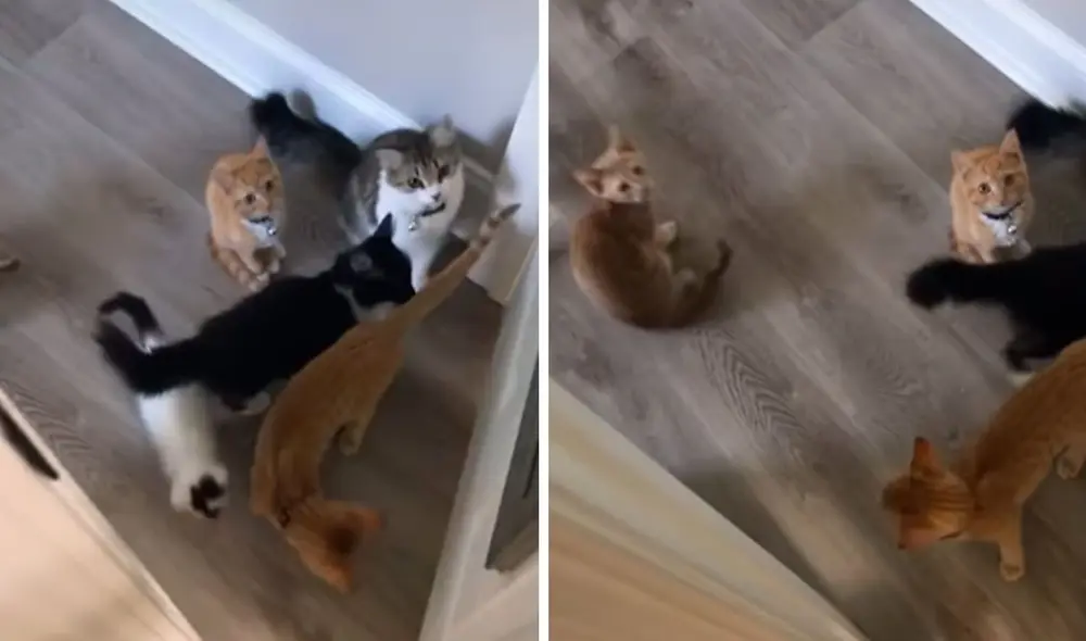 Una mujer escuchó los fuertes maullidos de su querida mascota y le abrió la puerta; sin embargo, descubrió que no estaba solo porque 'invitó' a otros animales. Foto: captura de TikTok Una mujer escuchó los fuertes maullidos de su querida mascota y le abrió la puerta; sin embargo, descubrió que no estaba solo porque 'invitó' a otros animales. Foto: captura de TikTok