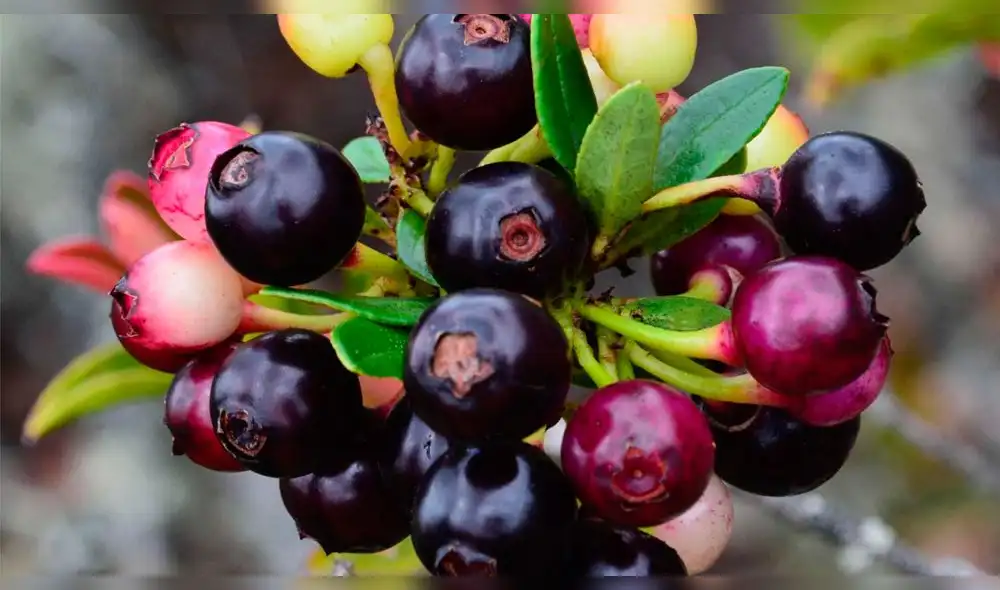 Investigadores de la UNTRM buscan domesticar y comercializar arándanos silvestres de Amazonas. Foto: UNTRM.