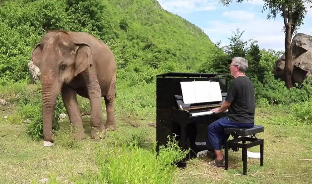 El conmovedor momento se registró en un santuario de elefantes en Tailandia. Foto: captura de video de YouTube El conmovedor momento se registró en un santuario de elefantes en Tailandia. Foto: captura de video de YouTube