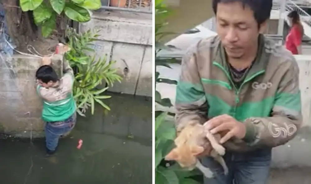 Miles de usuarios quedaron conmovidos al ver este rescate. Foto: captura de YouTube