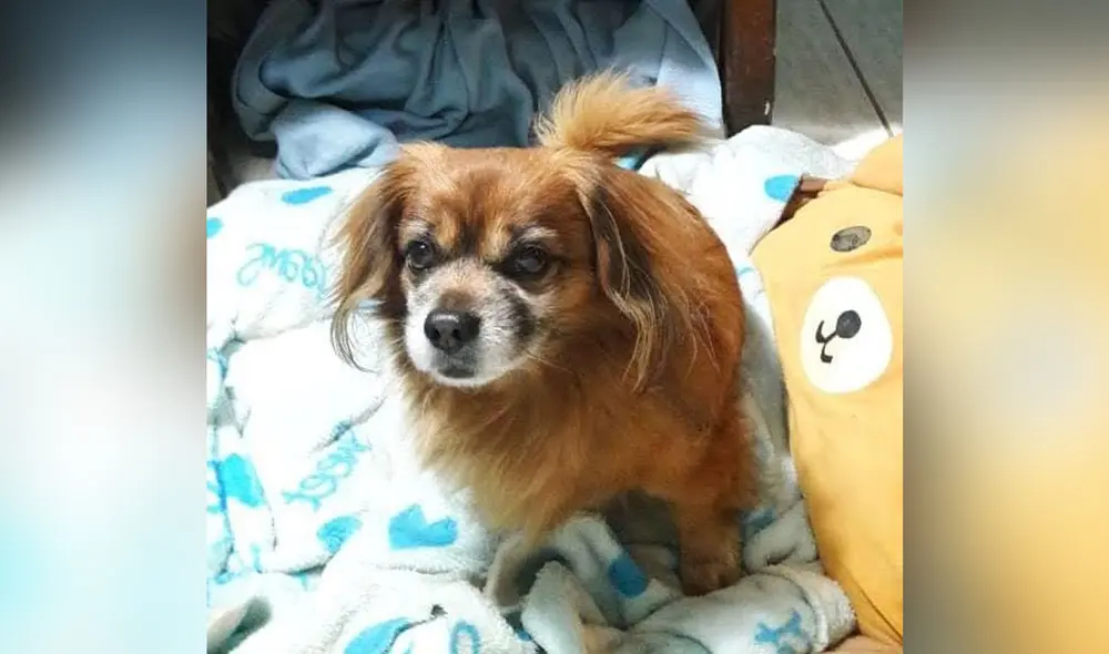 Piden ayuda para encontrar a can de aproximadamente 11 años. Foto: Familia Sánchez Piden ayuda para encontrar a can de aproximadamente 11 años. Foto: Familia Sánchez