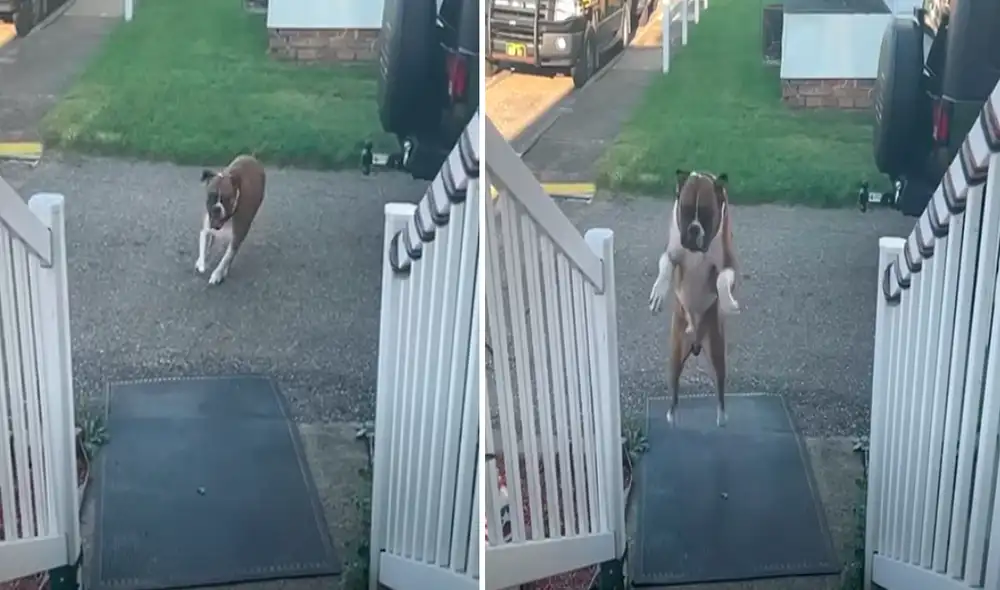 El video ha sido compartido en el canal ViralHog. Foto: captura de YouTube El video ha sido compartido en el canal ViralHog. Foto: captura de YouTube