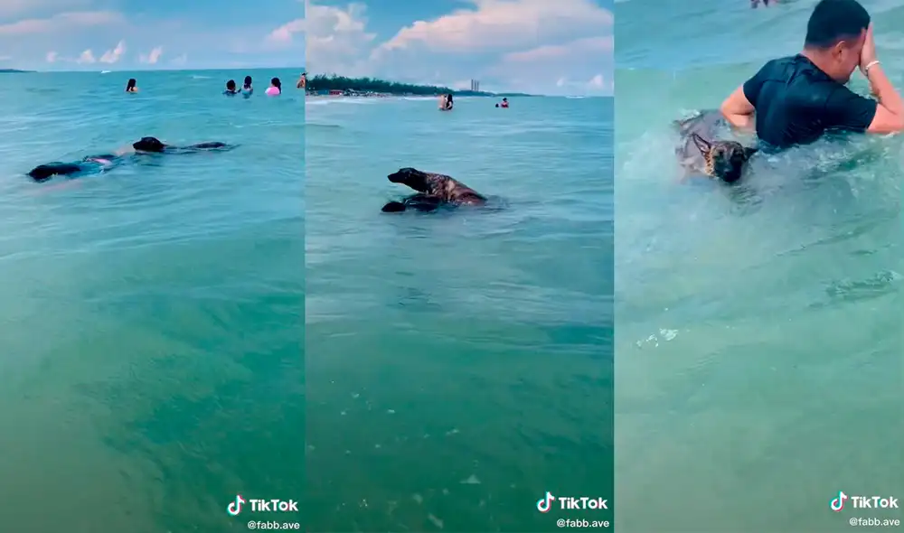 El can logró cautivar a miles de usuarios con singular ocurrencia. Foto: captura de TikTok