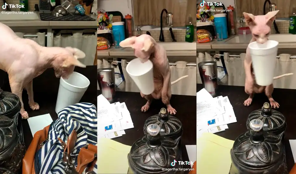 El minino provocó las risas de los presentes con su insólita actuación en el interior de su hogar. Foto: captura de TikTok