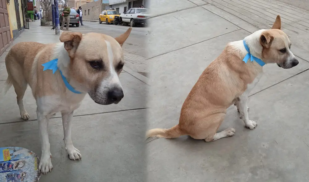 Perrito adulto tiene cáncer y necesita quimioterapias con urgencia. Foto: difusión Perrito adulto tiene cáncer y necesita quimioterapias con urgencia. Foto: difusión