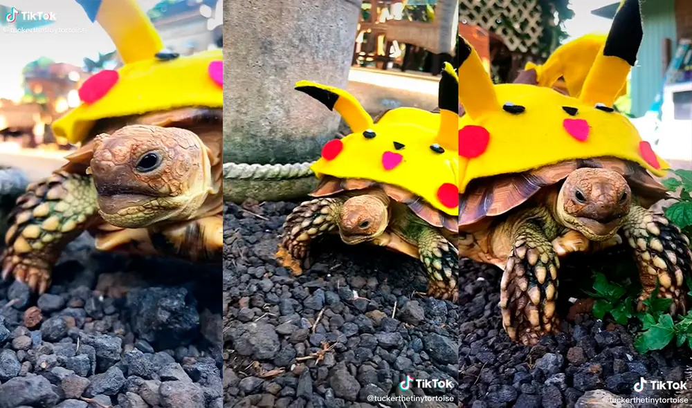 El animal tocó el corazón de miles de usuarios con su adorable apariencia. Foto: captura de TikTok El animal tocó el corazón de miles de usuarios con su adorable apariencia. Foto: captura de TikTok