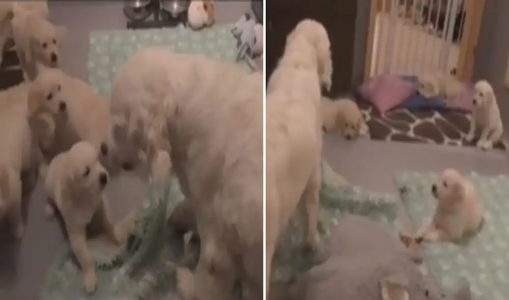 Miles de usuarios quedaron impresionados al ver el comportamiento de estos perritos. Foto: captura de TikTok