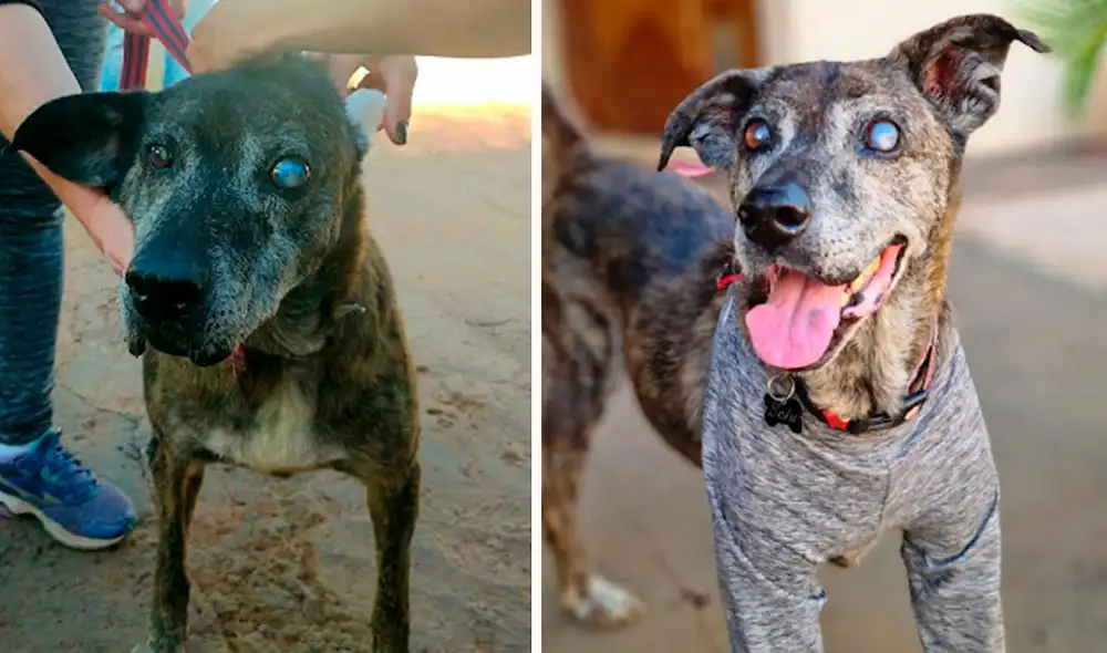 Una joven llamó a su amiga y le comentó su deseo de adoptar al perro más viejo del albergue, con el propósito de darle una nueva oportunidad de vida. Foto: Danila/ Facebook