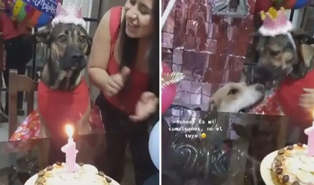 Nukee mordió el hocico de su compañero con el fin de alejarlo, y su dueña tuvo que retenerla para que este incidente no termine en una pelea. Foto: captura de TikTok