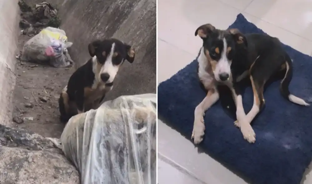 Poco a poco su actitud cambió, así como su estado de salud. Hoy, Mailo es un perrito feliz en un hogar donde lo cuidan y aprecian. Foto: captura de TikTok Poco a poco su actitud cambió, así como su estado de salud. Hoy, Mailo es un perrito feliz en un hogar donde lo cuidan y aprecian. Foto: captura de TikTok