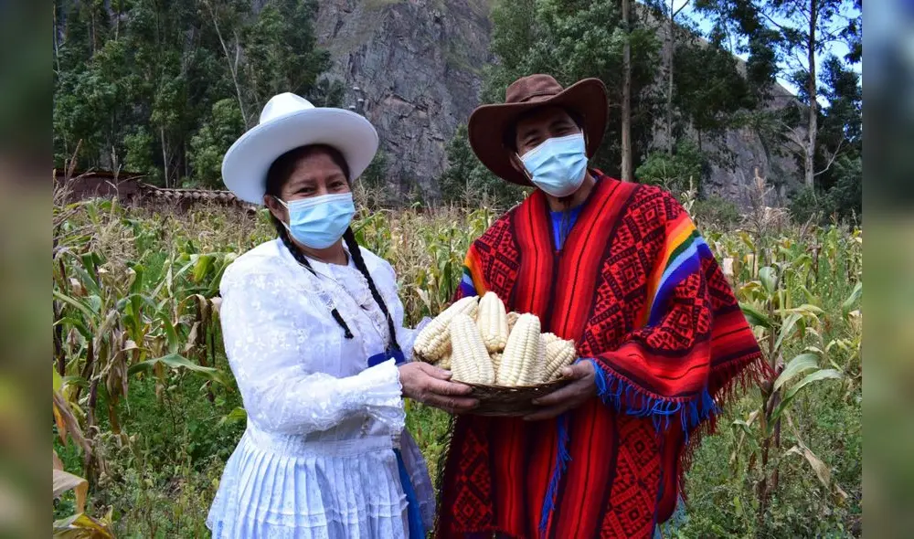 Producción de maíz en Cusco se realiza con una serie de inspecciones a cargo de Senasa. Foto: Senasa Producción de maíz en Cusco se realiza con una serie de inspecciones a cargo de Senasa. Foto: Senasa