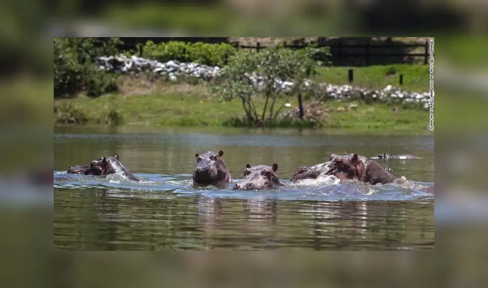 Liberados a su suerte en la hacienda abandonada luego de que Escobar cayera abatido por la Policía en 1993, los hipopótamos se multiplicaron. Foto: captura de CNN