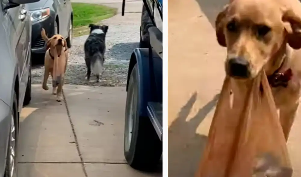 El video ha sido compartido en la página ViralHog. Foto: captura de Facebook