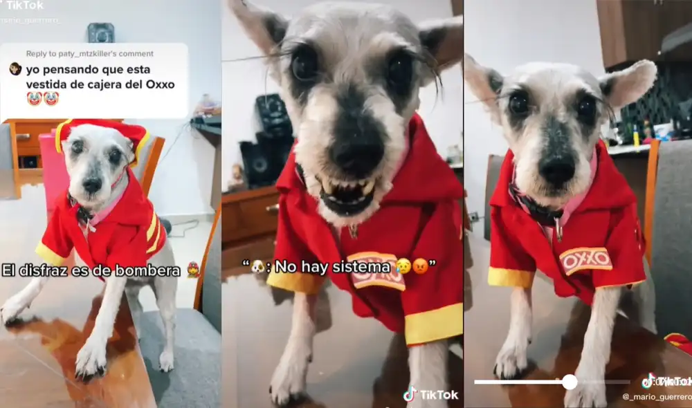 El nuevo disfraz de la perrita Bellis para Halloween ha encantado a los cibernautas. Foto: captura de TikTok