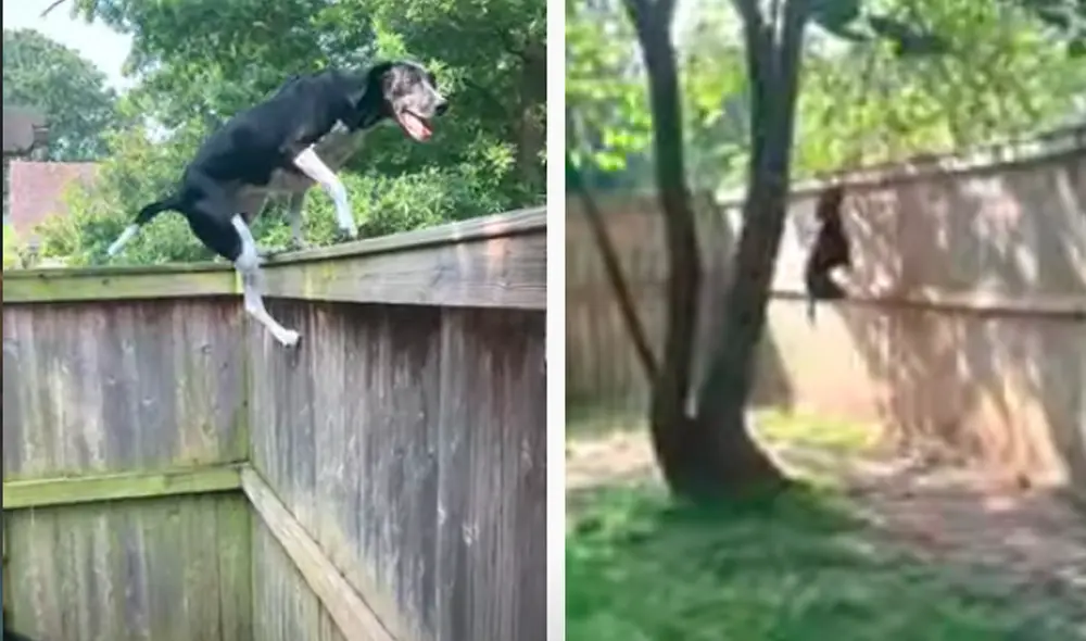 El video ha sido compartido en la página ViralHog. Foto: captura de Facebook