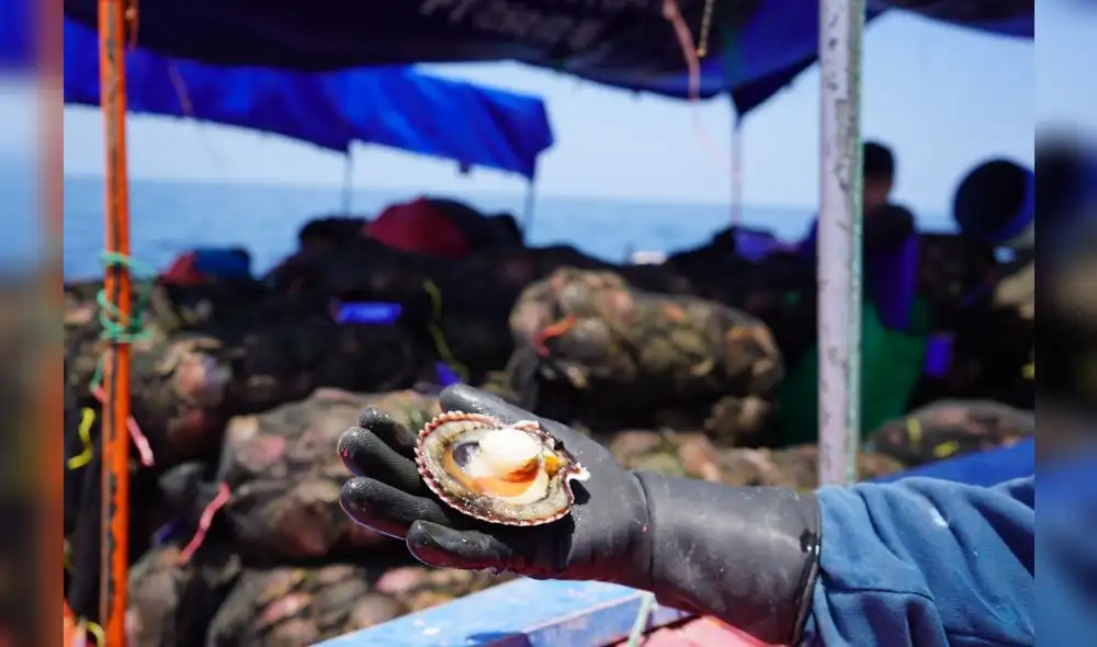 La concha de abanico tiene bastante demanda en el extranjero. Foto: Cite Pesquero La concha de abanico tiene bastante demanda en el extranjero. Foto: Cite Pesquero