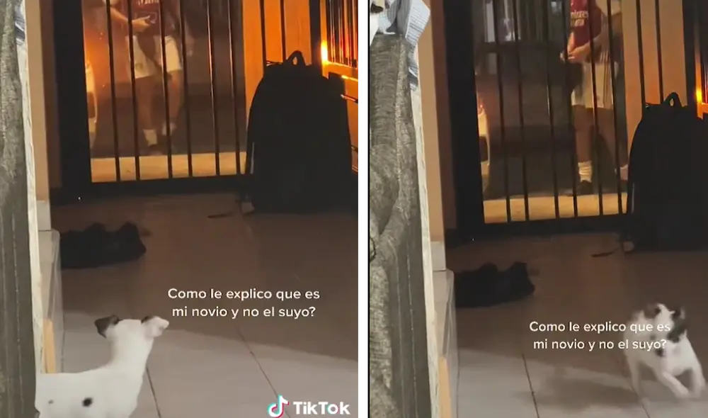 Adorable perrita protagoniza graciosa escena con el novio de su cuidadora. Foto: captura de TikTok Adorable perrita protagoniza graciosa escena con el novio de su cuidadora. Foto: captura de TikTok