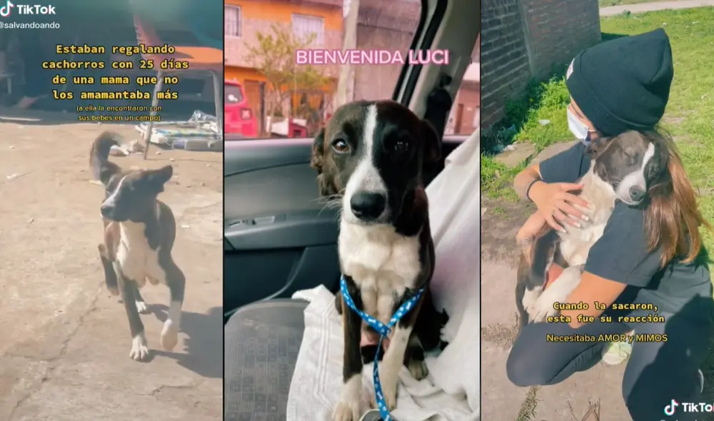 Lucy y sus cachorros se mudaron con la joven rescatista para encontrar un hogar donde los protejan y cuiden. Foto: captura de TikTok
