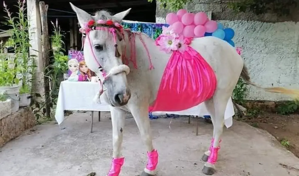 La querida Yegua celebró el recibimiento de su cría a lo grande con un baby shower organizado por sus dueños. Foto: Sonrisas falsas/ Facebook