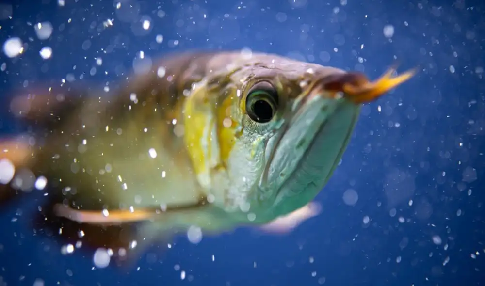 Mujer fríe el pez mascota de su esposo como venganza. Foto: Shutterstock