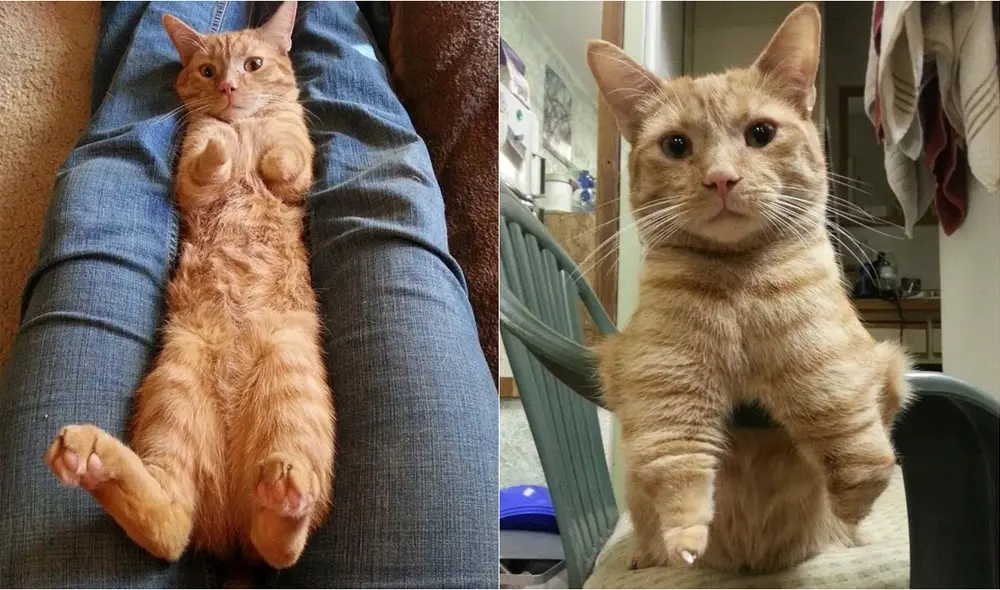 Según la dueña del minino, cuando se pone de pie parece un pequeño tiranosaurio rex. Foto: Joey Roo