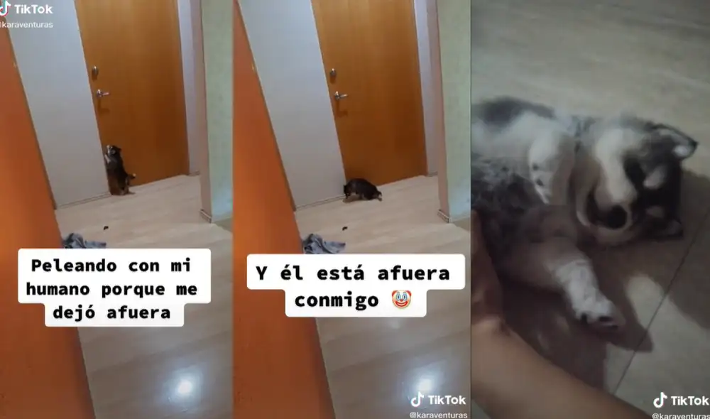 La tierna perrita de raza husky no se había percatado de que su dueño estuvo a su lado todo el tiempo. Foto: captura de TikTok