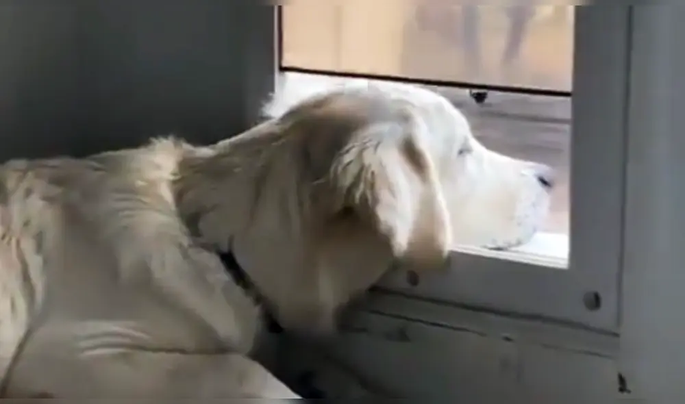 Conmovedora escena muestra el interesante estado de ánimo de un perro mientras observa al exterior. Foto: captura de Twitter