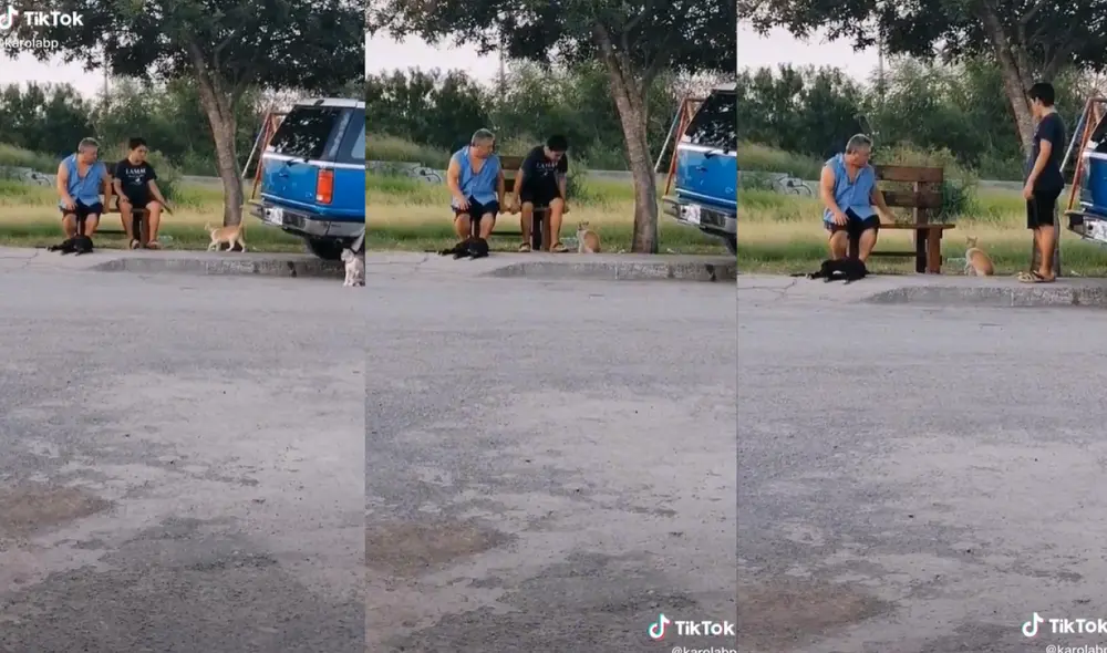 A pesar de que el padre de familia hizo campo en la silla para su gato, este decidió no sentarse sino jugar alrededor del mueble. Foto: captura de TikTok