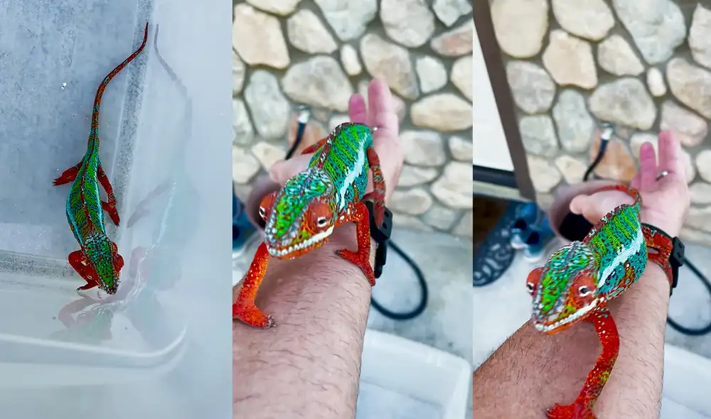 Este singular acontecimiento ocurrió en la ciudad de Carlsbad, California, EE. UU. Foto: captura de YouTube