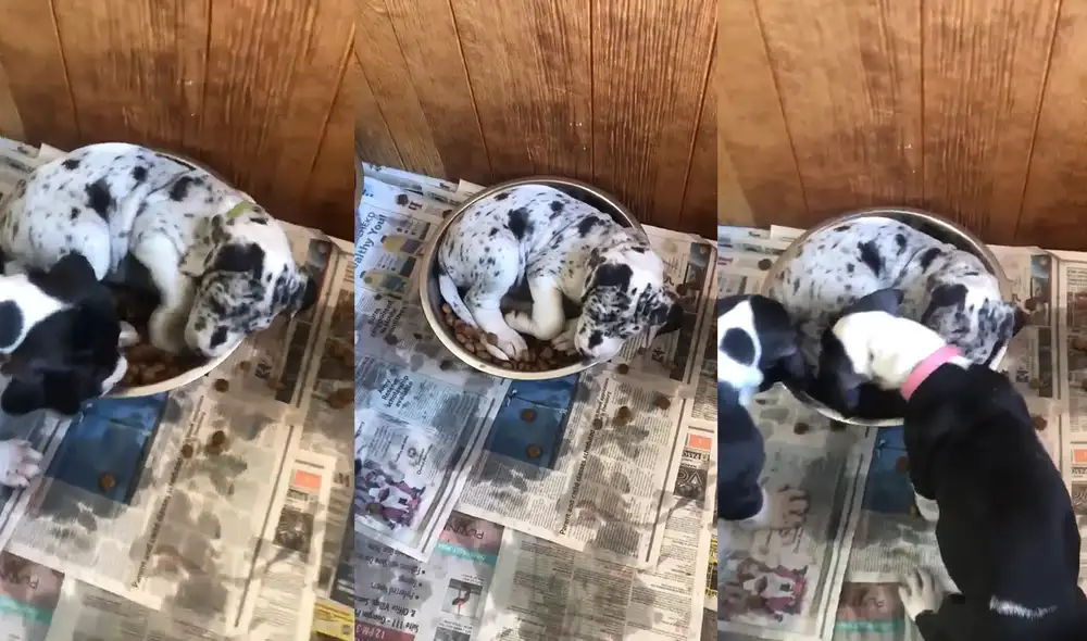 En total, fueron tres los caninos que degustaron del mismo plato del protagonista del vídeo. Foto: captura de YouTube En total, fueron tres los caninos que degustaron del mismo plato del protagonista del vídeo. Foto: captura de YouTube