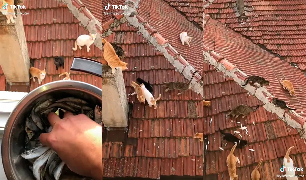 El hombre recibió miles de elogios en su publicación por el gran gesto de empatía que tuvo con los animales desamparados. Foto: captura de TikTok