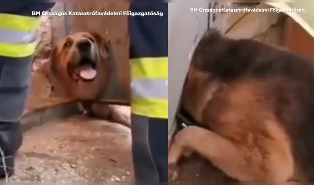 El video logró más de 20.000 reproducciones y fue publicado por la cuenta de Twitter @ActualidadRT. Foto: captura de Twitter