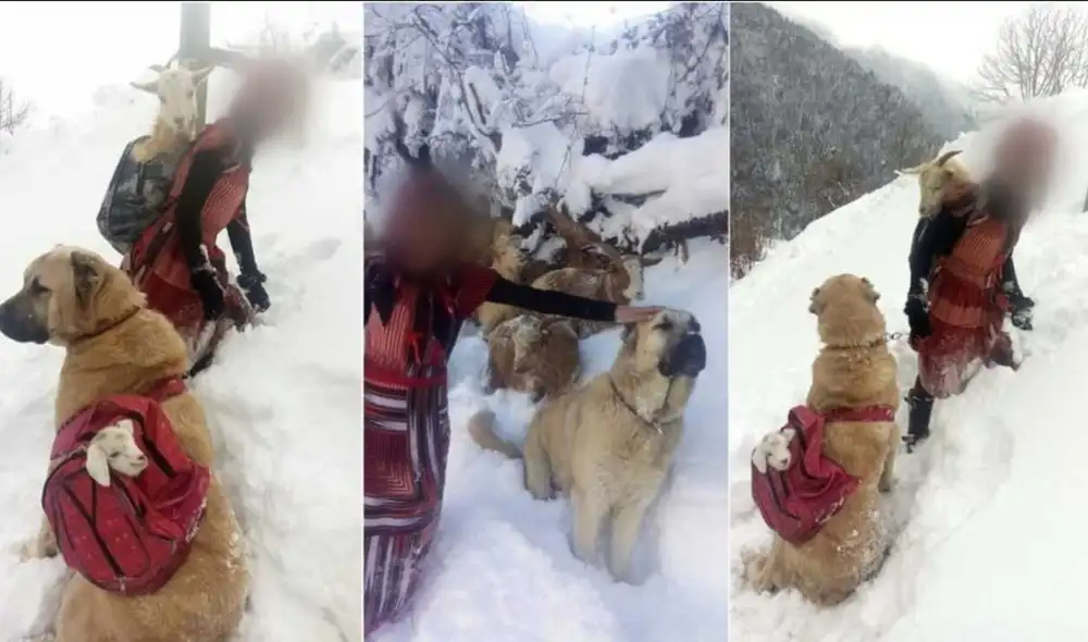 Los hechos ocurrieron cuando la cabra tuvo a su cría en plena nieve y la pequeña decidió tomar acción para velar por el bienestar de la madre y su bebé. Foto: Hamdü Sena Bilgin