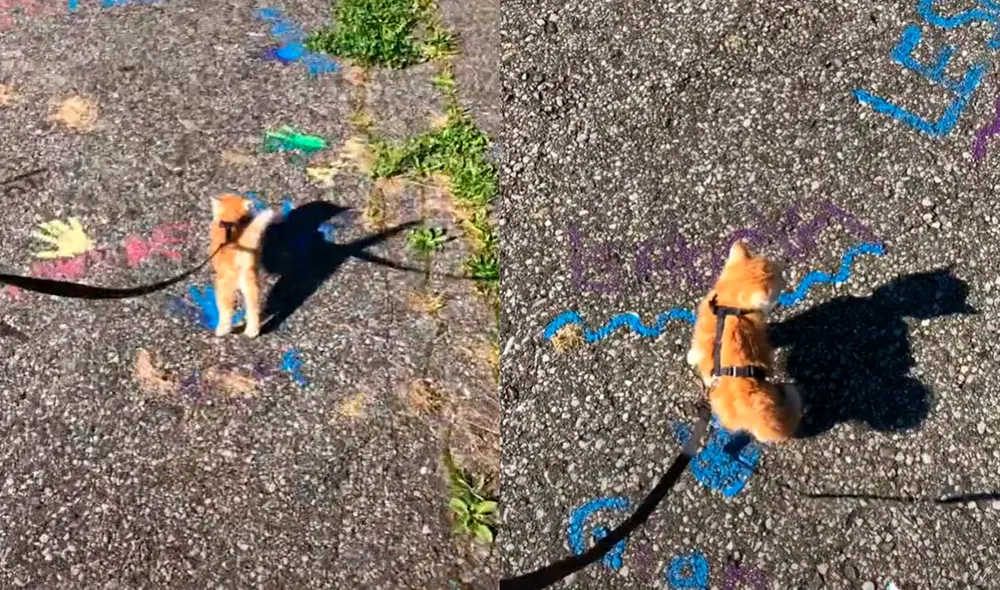 El minino cautivó al hombre con su tierno comportamiento para divertirse. Foto: captura de TikTok El minino cautivó al hombre con su tierno comportamiento para divertirse. Foto: captura de TikTok