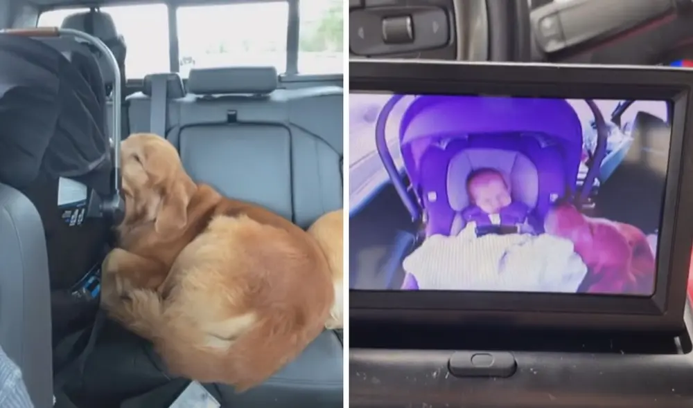 La manera en cómo este perrito cuidaba del bebito de su amo hizo parecer que estaba protegiendo a su propio hijo. Foto: captura de TikTok La manera en cómo este perrito cuidaba del bebito de su amo hizo parecer que estaba protegiendo a su propio hijo. Foto: captura de TikTok