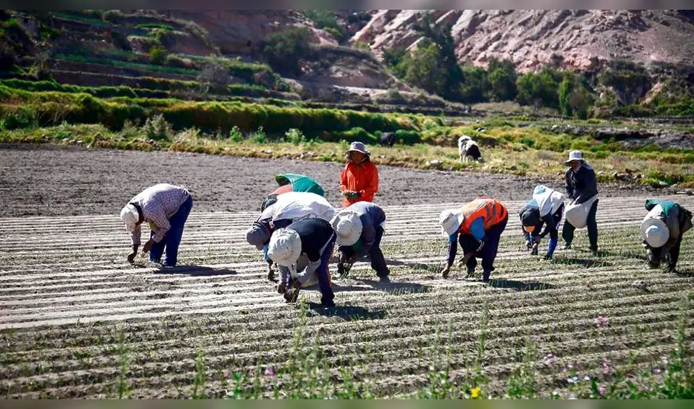 Créditos. Gobierno propone reflotar Agrobanco. Expertos dicen que préstamo no sirve sino llega con tecnología e información. Créditos. Gobierno propone reflotar Agrobanco. Expertos dicen que préstamo no sirve sino llega con tecnología e información.