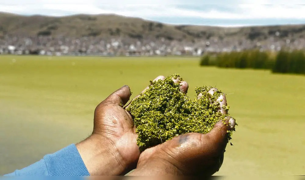 Impacto. Lenteja de agua tiene un espesor de dos centímetros en zonas más críticas.