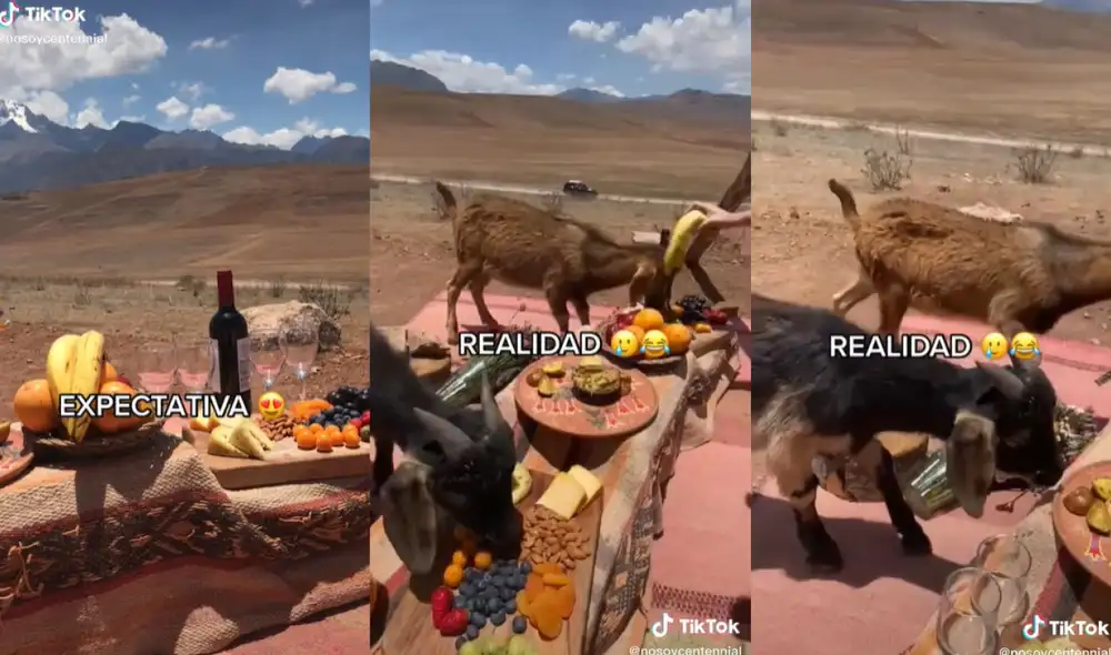 Los chivos llegaron atraídos por los suculentos alimentos que había preparado la joven viajera. Foto: captura de TikTok